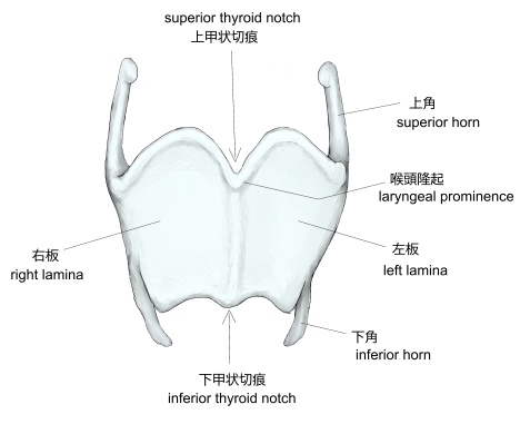 嚥下 飲み込み手引き