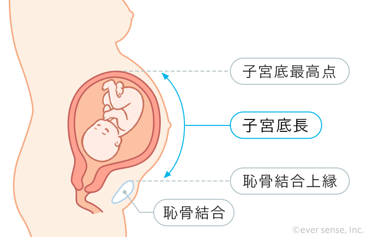 性知識イミダス：女性の生殖器を知ろう連載コラム情報・知識＆オピニオン imidas - イミダス