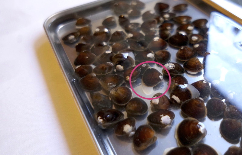 はまぐりの砂抜き基本のやり方と砂出しを短時間でする裏