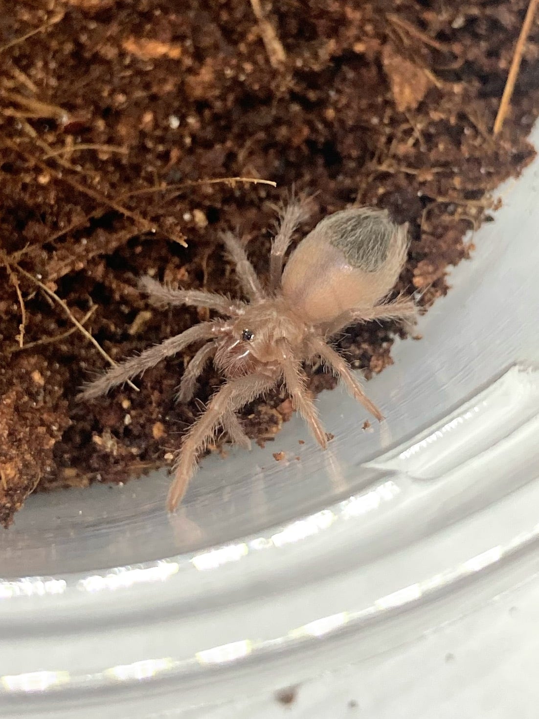 カリブの至宝 アンティルピンクトゥー Caribena versicolor奇蟲屋 榊 タランチュラ通販店