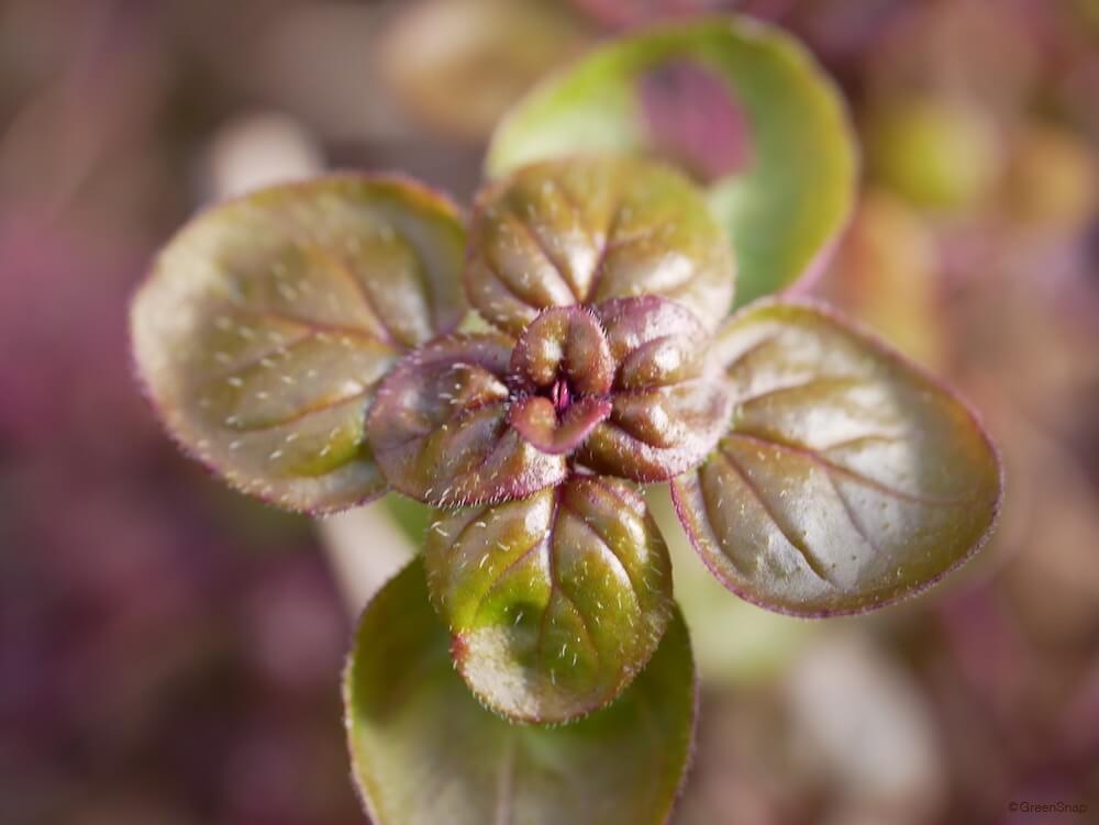 基本からアレンジまで！思わずつくりたくなる「オレガノ 乾燥」のレシピ集クックパッド