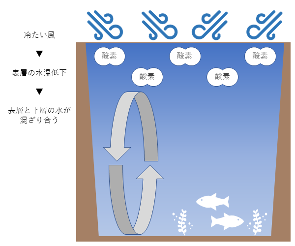 肌の乾燥に大きくかかわる「角質層」の厚さはどれくらい