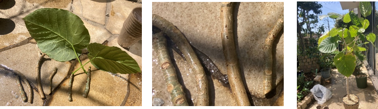 季節や置き場所に注意！ウンベラータの育て方 観葉植物の基礎知識APEGO