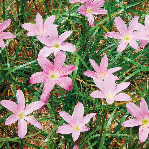 ゼフィランサスって、どんな花？そだレポ 栽培レポート byおかえりみんなの趣味の園芸