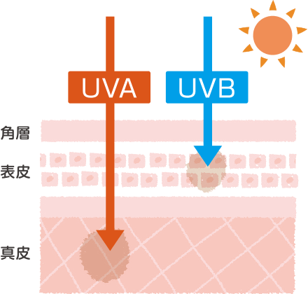 今の時代、身体の内側から日焼け対策！ オススメ☆飲む日焼け止めサプリ 医師監修 大西皮フ科形成外科医院大西皮フ科形成外科 大津石山四条烏丸