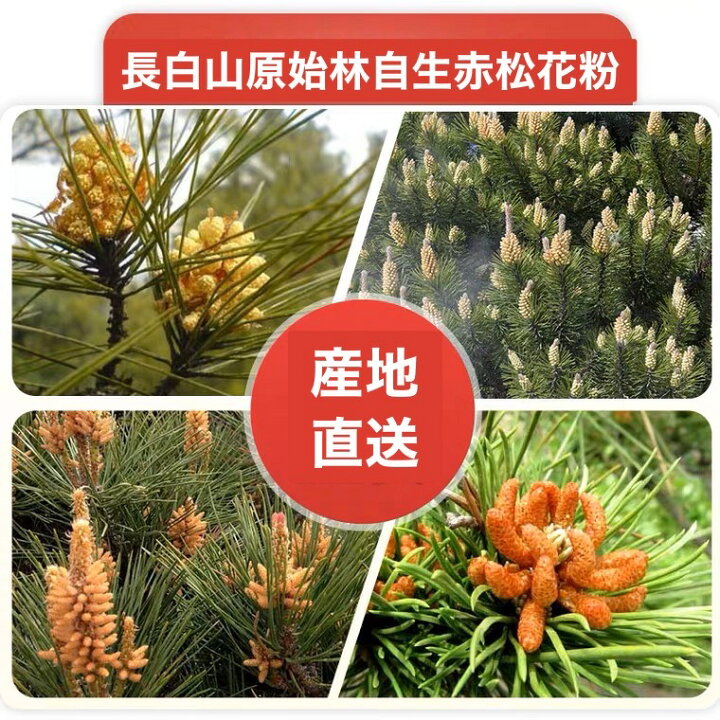 裸子植物の学習：中学校理科