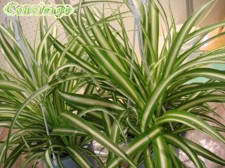 オリヅルラン・ボニーの特徴や様子、育て方優しい雨