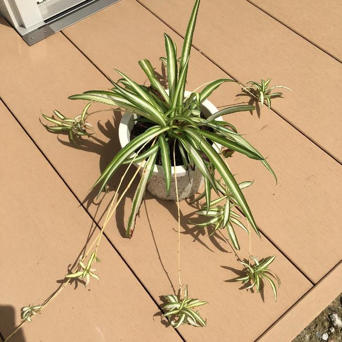 オリズルラン 育て方観葉植物 Dictionaryブルーミングスケープ