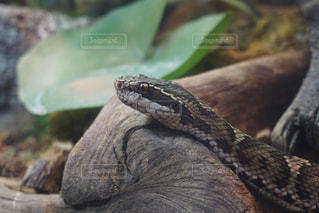 蛇がとぐろを巻く」 英語でどう言う？第3835回coil英会話・格安カフェレッスン・大阪 難波・天下茶屋・堺東・北野田・金剛・河内長野・三日市町日本人講師KOGACHIの英語完全網羅ブログ