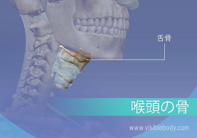 顔面骨骨折神戸市立医療センター西市民病院