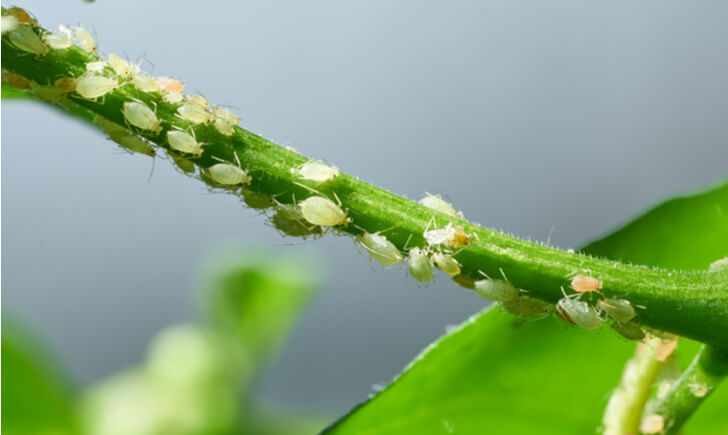 Amazon.co.jp: 武内製薬 ハッカ油 消臭 スプレー 50ml 希釈タイプ さやわかなミントの香りハッカ油 アルコール 配合 虫除け 消臭: ドラッグストア
