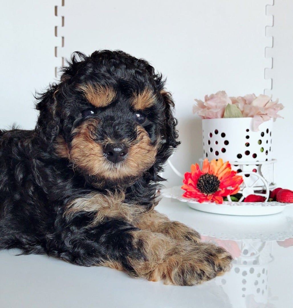 トイプードル 奈良県・男の子・2025年6月2日・ブラック•タン 愛想の良い甘えん坊みんなのブリーダー 子犬ID：2507-08298