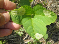 枝豆の葉が黄色味がかってきました- 農業屋