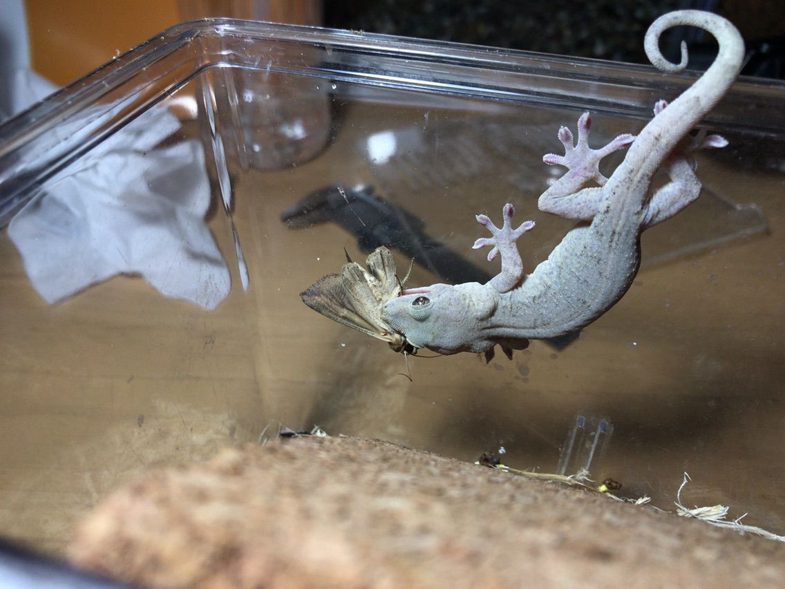 ヤモリの飼い方 餌の与え方やお世話の仕方のコツをじっくり解説！となりのカインズさん