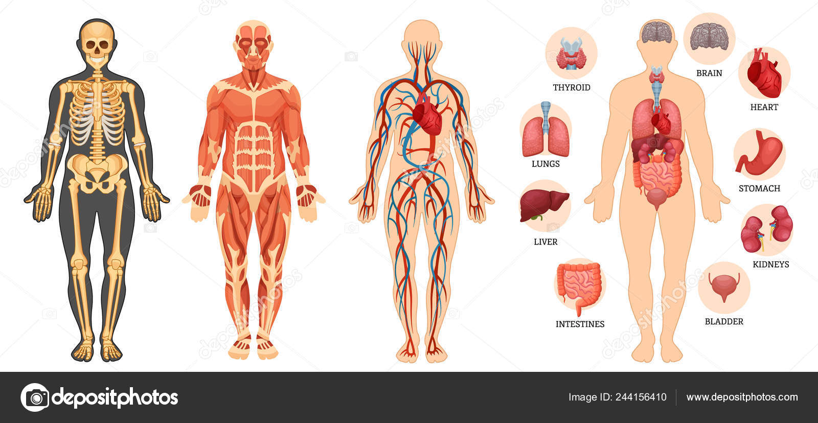人体図のイラスト素材 - PIXTA