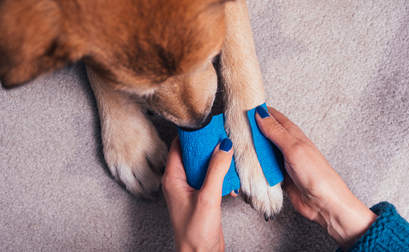 犬の多い皮膚炎とは？ 細菌？アトピー？アレルギー？ESSE動物病院 吹田市 - ESSE動物病院吹田