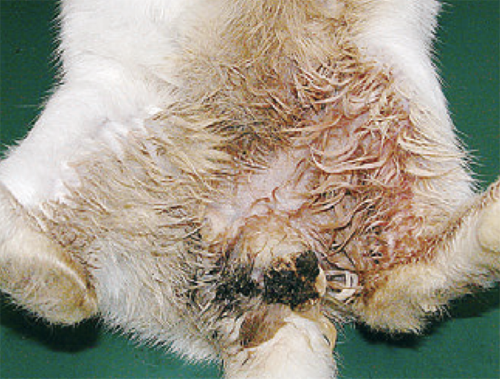 病気 ウサギの皮膚病 – 病気情報エキゾチックアニマル情報室