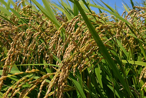 4.食事療法について