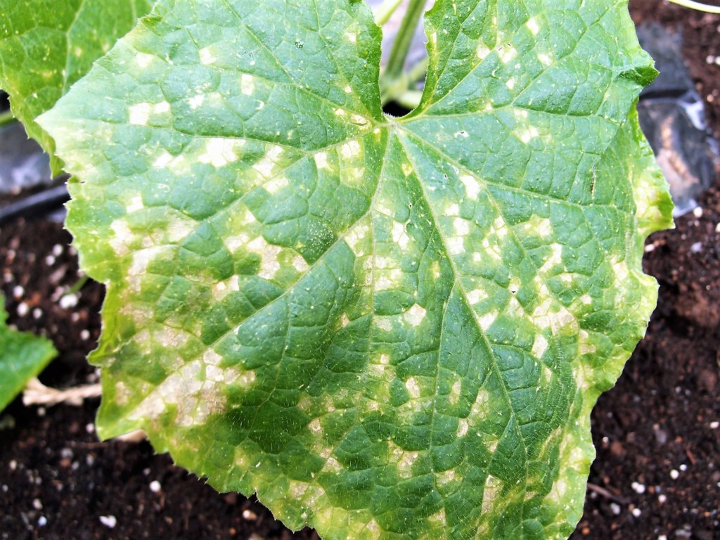 鮎河菜 あいがな の葉に白い斑点が！これは病気でしょうか？ – 菜園ナビまとめ