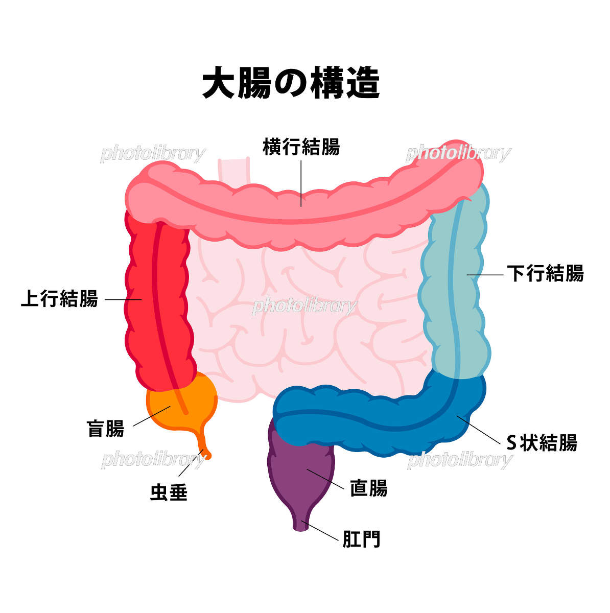 大腸 しくみ 名称のイラスト素材19966329- PIXTA