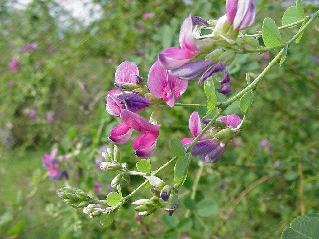🌸Bush clover🌸ハギ 萩 🌸 🍃 🍃 花言葉は 💗 🍃 🍃 「思案」「内気」「想い」「前向きな恋」「柔軟な精神」 🍃🍃 •*¨*•.¸¸♬︎ 🍃 🍃 ALOHA〜〜🐻🌈 2023.9.19🌥🍃 🍃 今年も萩のお寺さんへお参りしてきたでつ🐻🌸🌸🌸 🍃 🍃 連日 暑すぎて 3連休中の写活は この