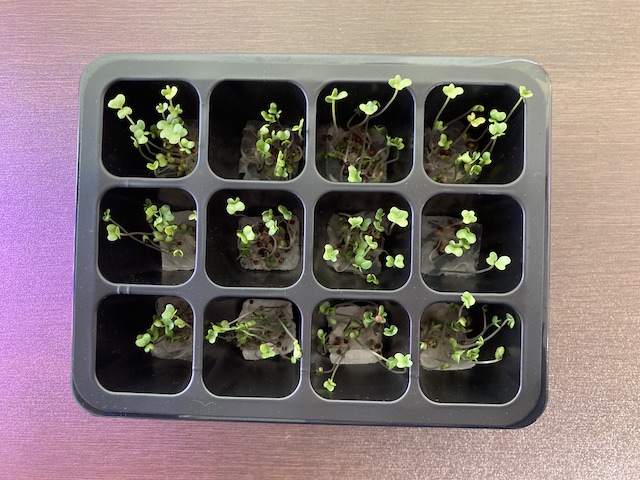 ブロッコリースプラウトの育て方と臭い対策を徹底解説 - 30代サラリーマンパパの家庭奮闘記