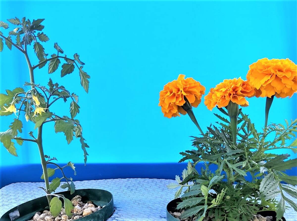 コンパニオンプランツの代表的な品種や相性のよい植物、それぞれの効果とは植物とあなたをつなぐPlantia