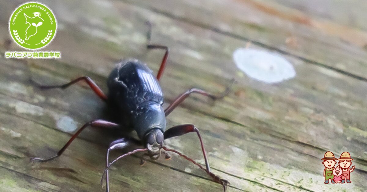 家に出る小さい虫の正体は？コバエ、シバンムシ 駆除方法も紹介！生活110番