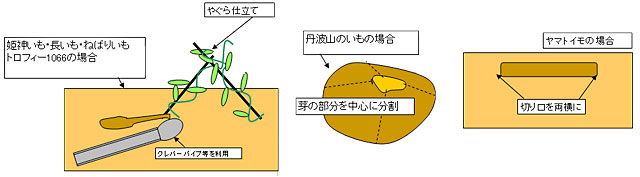 山芋 長芋、自然薯 の栽培方法・育て方 波板・袋栽培が家庭菜園におススメ！- 家庭菜園あぐりみち