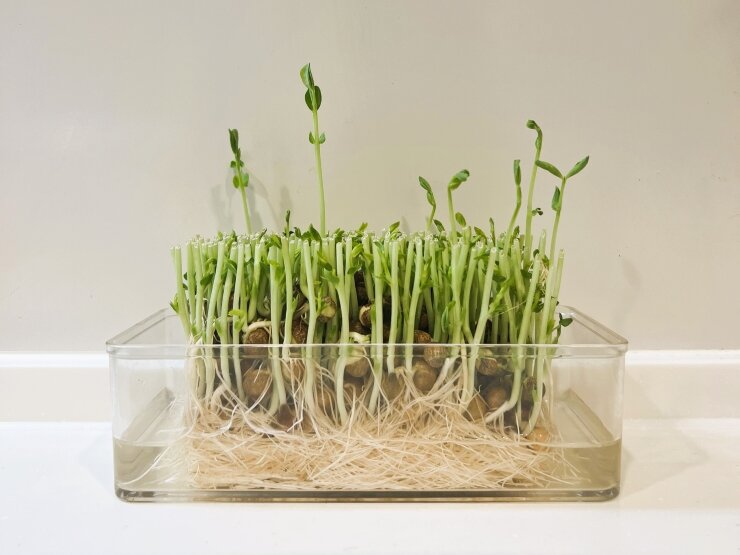 豆苗 再生栽培で失敗しない方法とは？管理栄養士が教える、豆苗を自宅でおいしく育てるコツヨガジャーナルオンライン