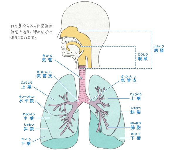 1．呼吸器の構造と呼吸の仕組みを知ろうディアケア