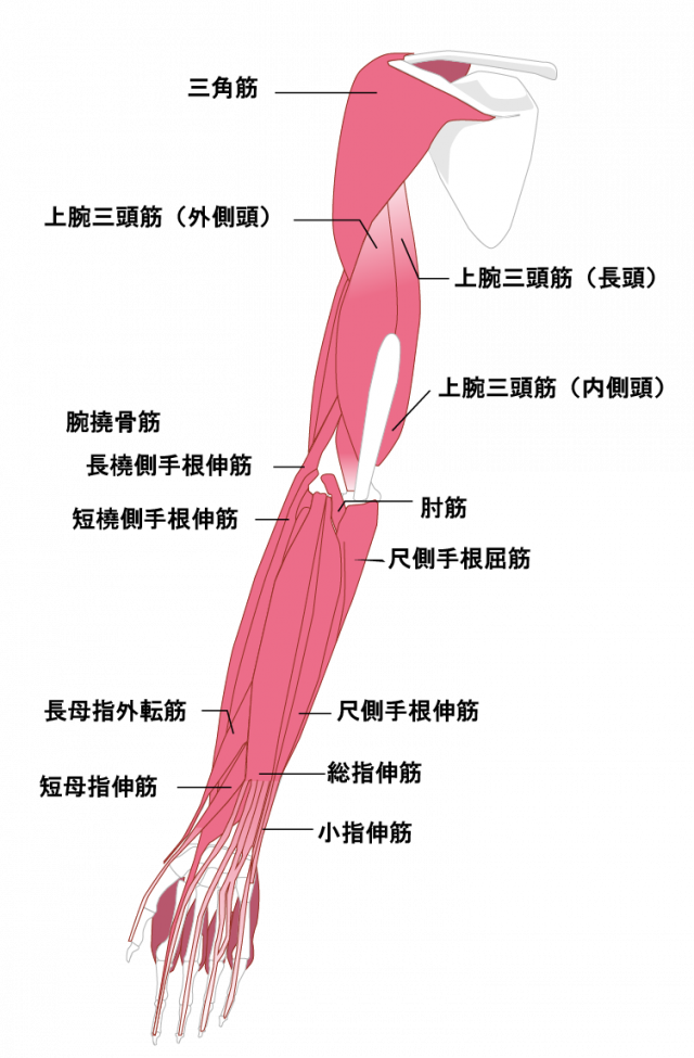 スマホによる腕疲れ腱鞘炎予防にも。腕の重だるさのトリガーポイントって何？ 崎田ミナのつかれにピンポイント！くらしクロワッサン オンライン