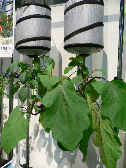 🍅収穫量倍増！？逆さ栽培をやってみた✨Mr.行ってみよう！！が投稿したフォトブックLemon8