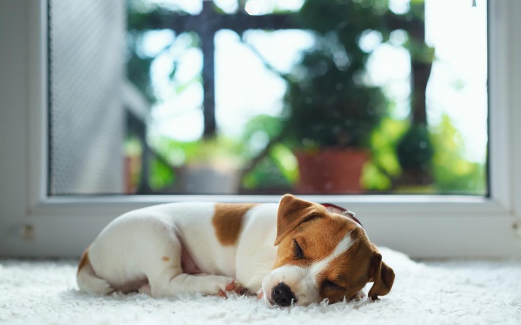 犬が飼い主と一緒に寝たがる心理3選ブリーダーナビ