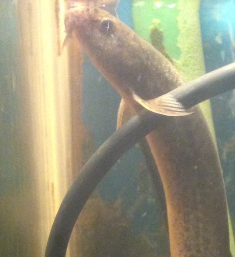 ベタが水カビ病になったのでメチレンブルーで薬浴して治療に成功したhomedify