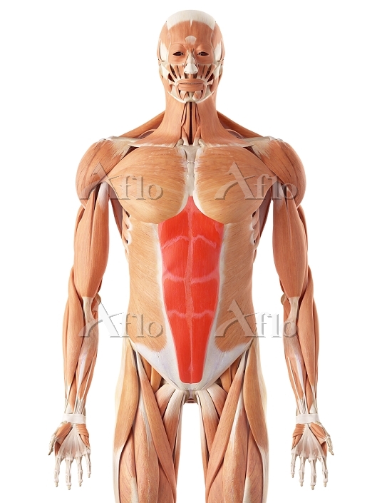 腹筋しらたま – イラストせんせい使いやすいフリー素材集