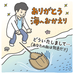カブトガニの青い血液は150万円以上？！驚きの生態を解説Tierzine ティアジン