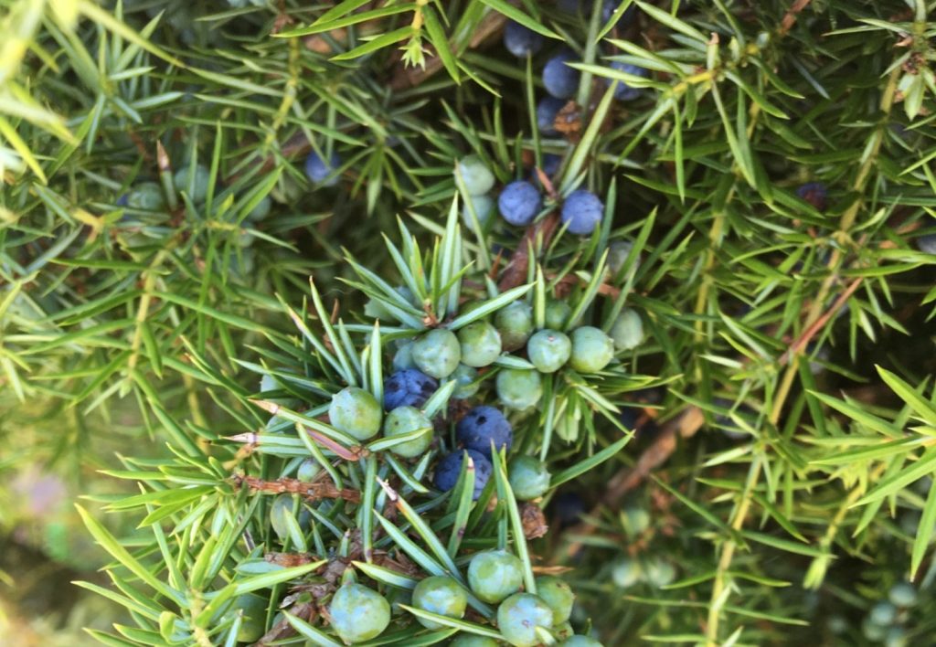 genis.official - genis.official added a new photo