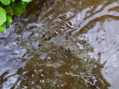 タイの美女が2025年ミス・ワールドに輝く