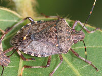 クビアカツヤカミキリの早期発見、駆除にご協力を！令和元年11月以降、県北部のもも・すもも・うめ生産園地や公園等のさくらで、特定外来生物クビアカツヤカミキリの被害が拡大しています。クビアカツヤカミキリの幼虫は、もも、うめ、すもも、さくら等のバラ科樹木の