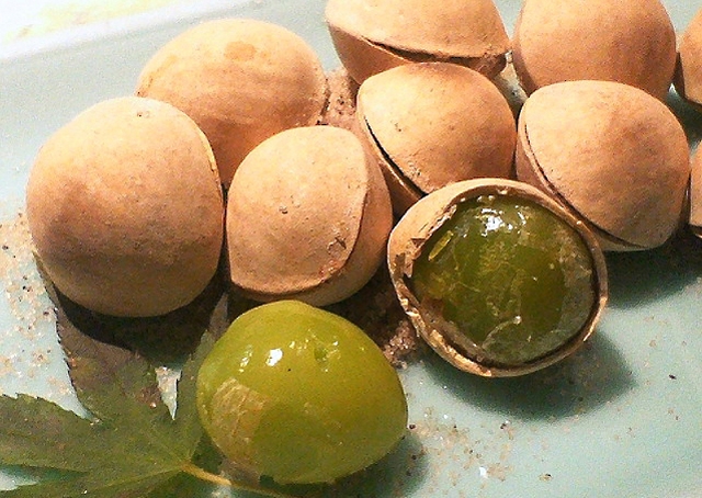 ギンナン」臭すぎ問題 道端で耐え難いにおいは発するのにはワケがあった - YouTube