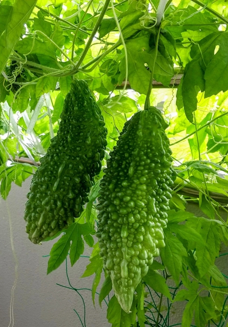 ゴーヤ茶 2.5g×20P