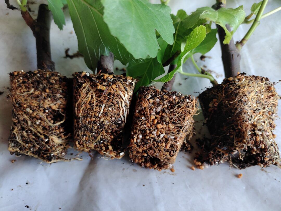 イチジクの挿し木の方法を教えて下さい。園芸相談Q＆Aみんなの趣味の園芸