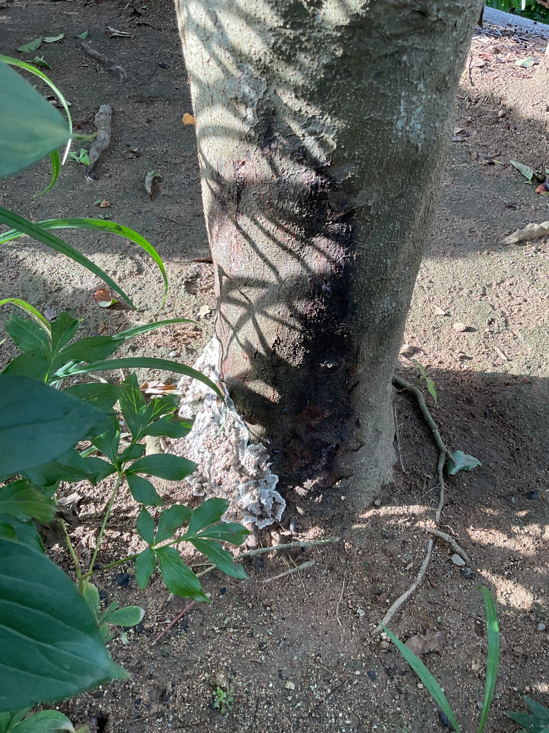 モンクロシャチホコ東京・多摩丘陵 : 道草ネイチャーウォッチング