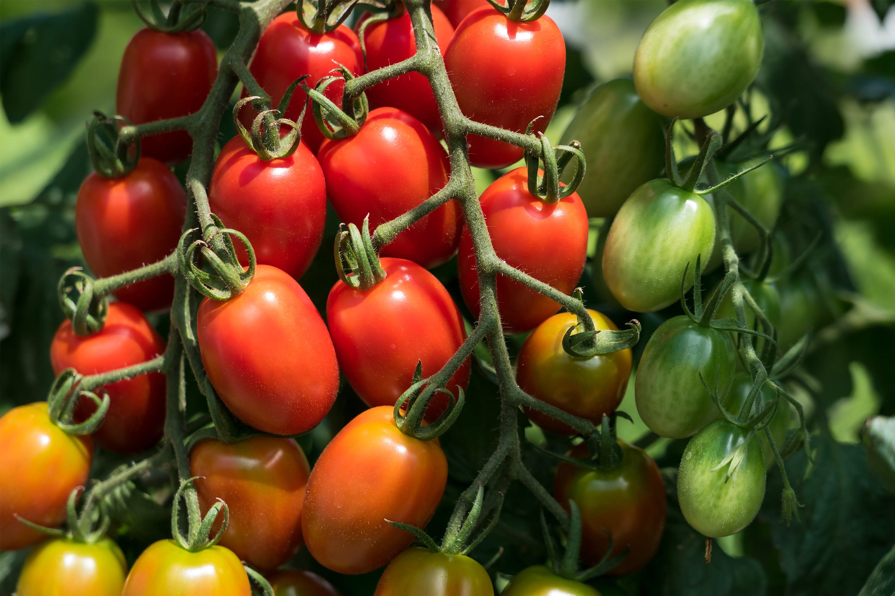 トマトの育て方 栽培準備〜土づくりと畝立て・仕立て方青空トマト学園