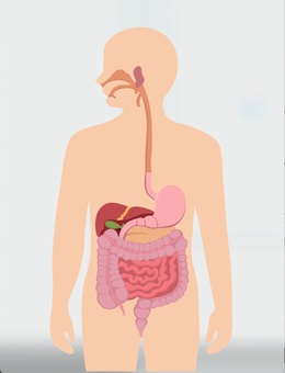 人体構造 人間の血管 図解 イラスト アート 光沢 ポスター A3 バー カフェ ビンテージ クラシック インテリア 図鑑 解剖学 医学 チャートの商品詳細JDirectItems AuctionOne Map by FROM JAPAN