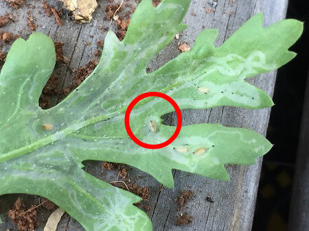 マメハモグリバエの特徴と防除方法・効果的な農薬－マメハモグリバエハエ目野菜編害虫Wiki