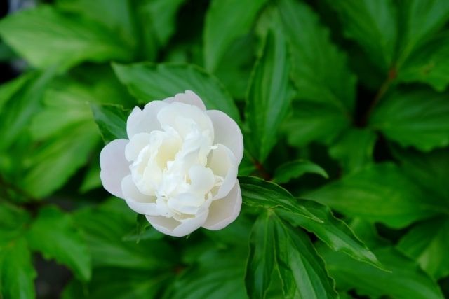 芍薬が咲きました。鉢植えで育てました。 - お花大好き 野鳥大好き