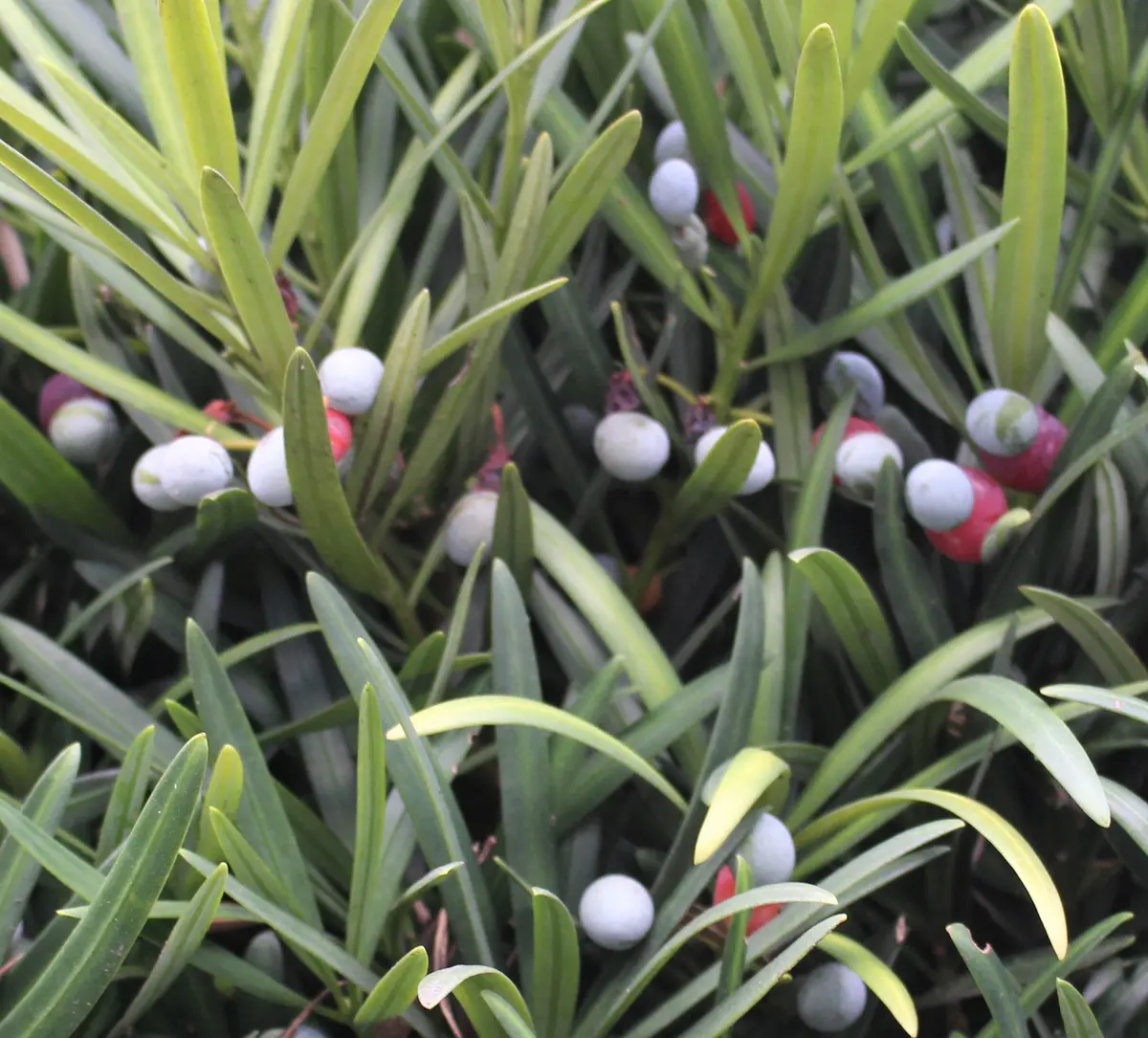 梅の木に実がならない3つの原因と実らせ方 育て方 とは全国ガーデン情報サイト「お庭の窓口」