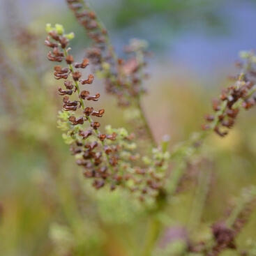 手軽に食べられる「紫蘇」は、風邪予防に最適なんです。 - YogaFull